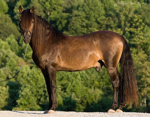 Peruvian Paso Horse Peruvian Paso Horse