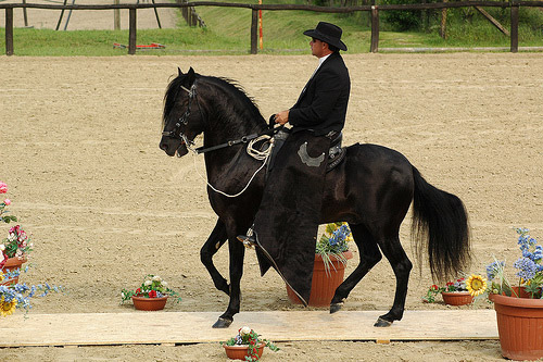 Show Horse Peruvian Paso Show Horse