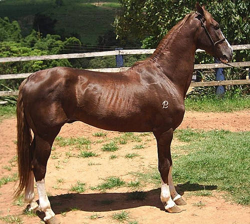 Mangalarga Paulista Horse