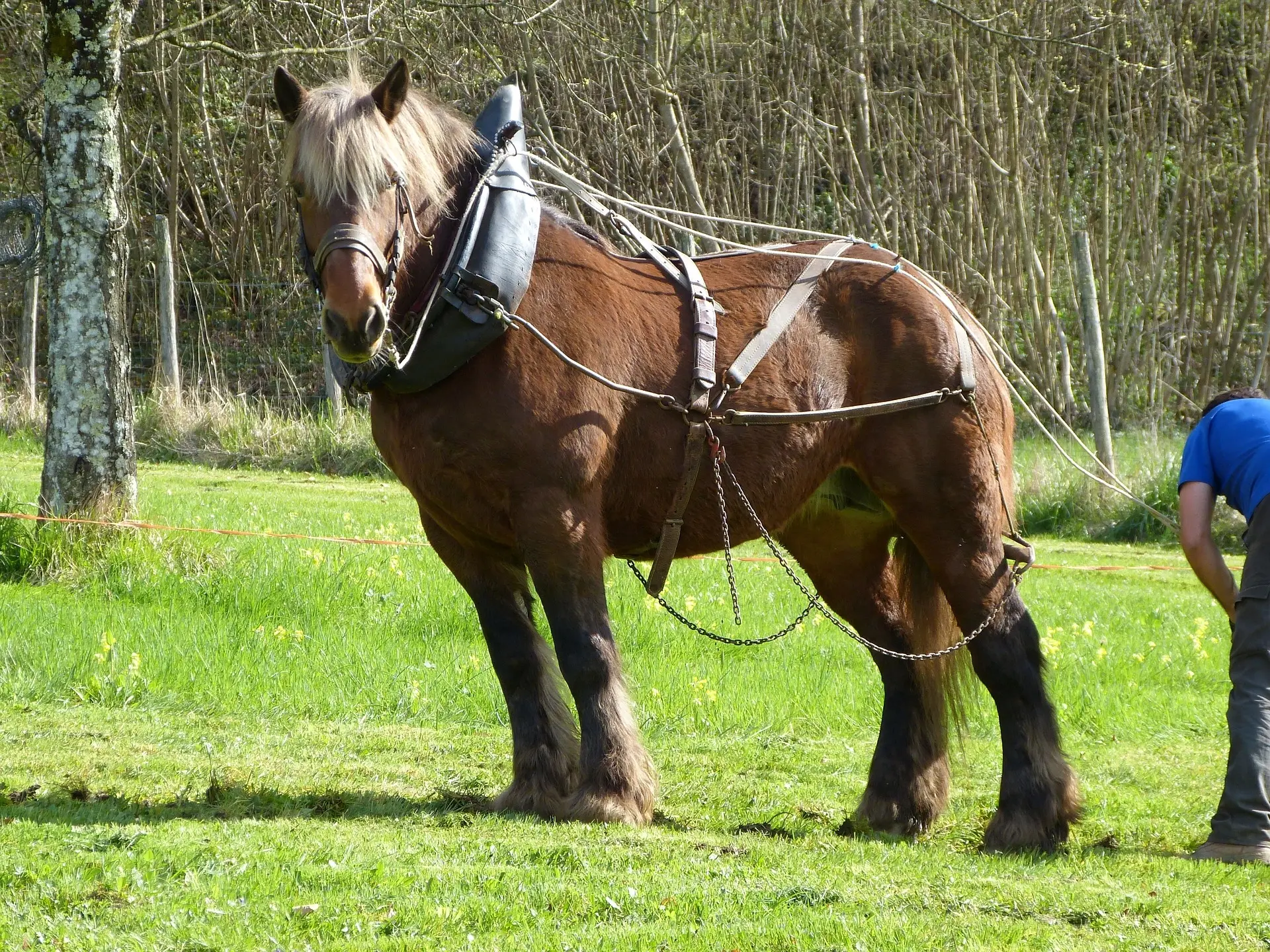 Percheron Horse