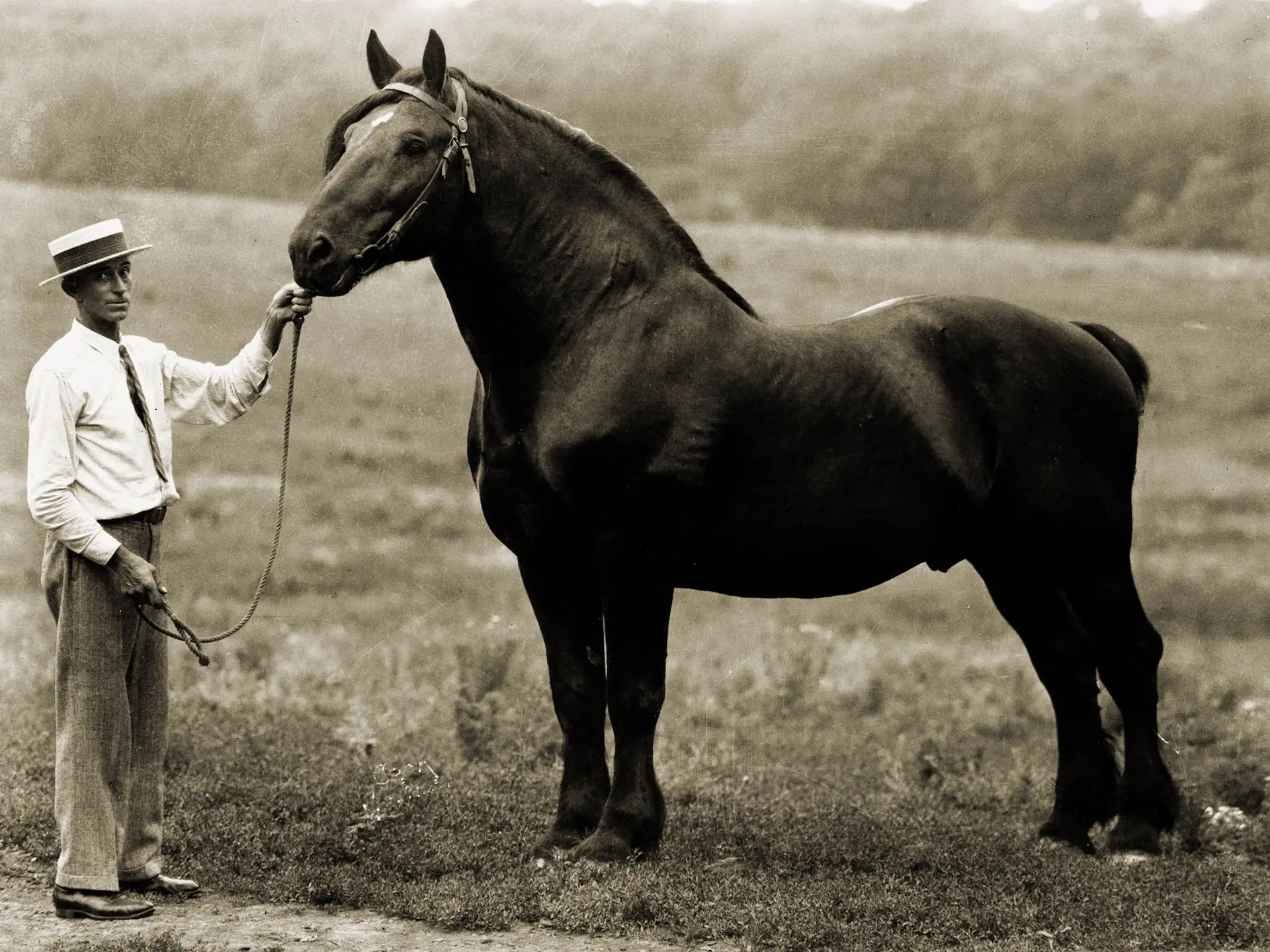 Percheron Horse