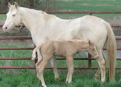 Perlino Horse