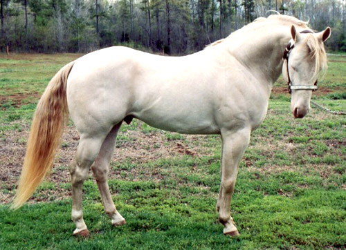 Perlino Horse