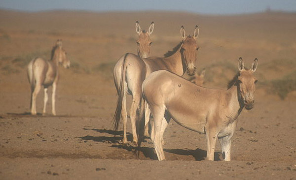 Persian Onager