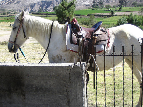 Horse in Peru Horse in Peru