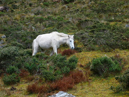 Horse in Peru Horse in Peru