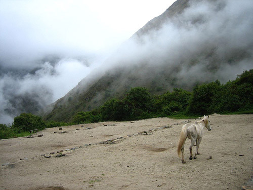 Horse in Peru Horse in Peru