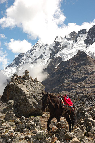 Horse in Peru