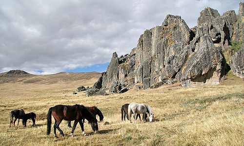 Horse in Peru Horse in Peru