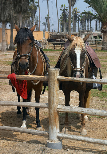 Horse in Peru