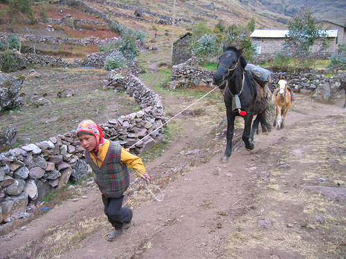 Horse in Peru Horse in Peru