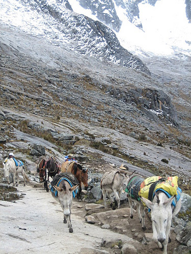 Horse in Peru Horse in Peru