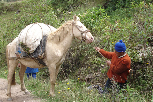 Horse in Peru Horse in Peru