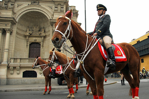 Horse in Peru Horse in Peru