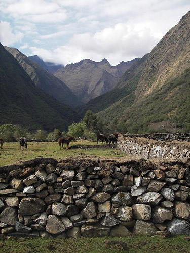 Horse in Peru Horse in Peru