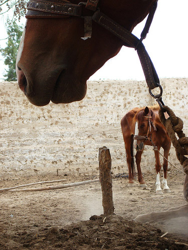 Horse in Peru