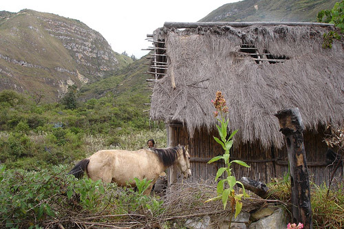 Horse in Peru Horse in Peru