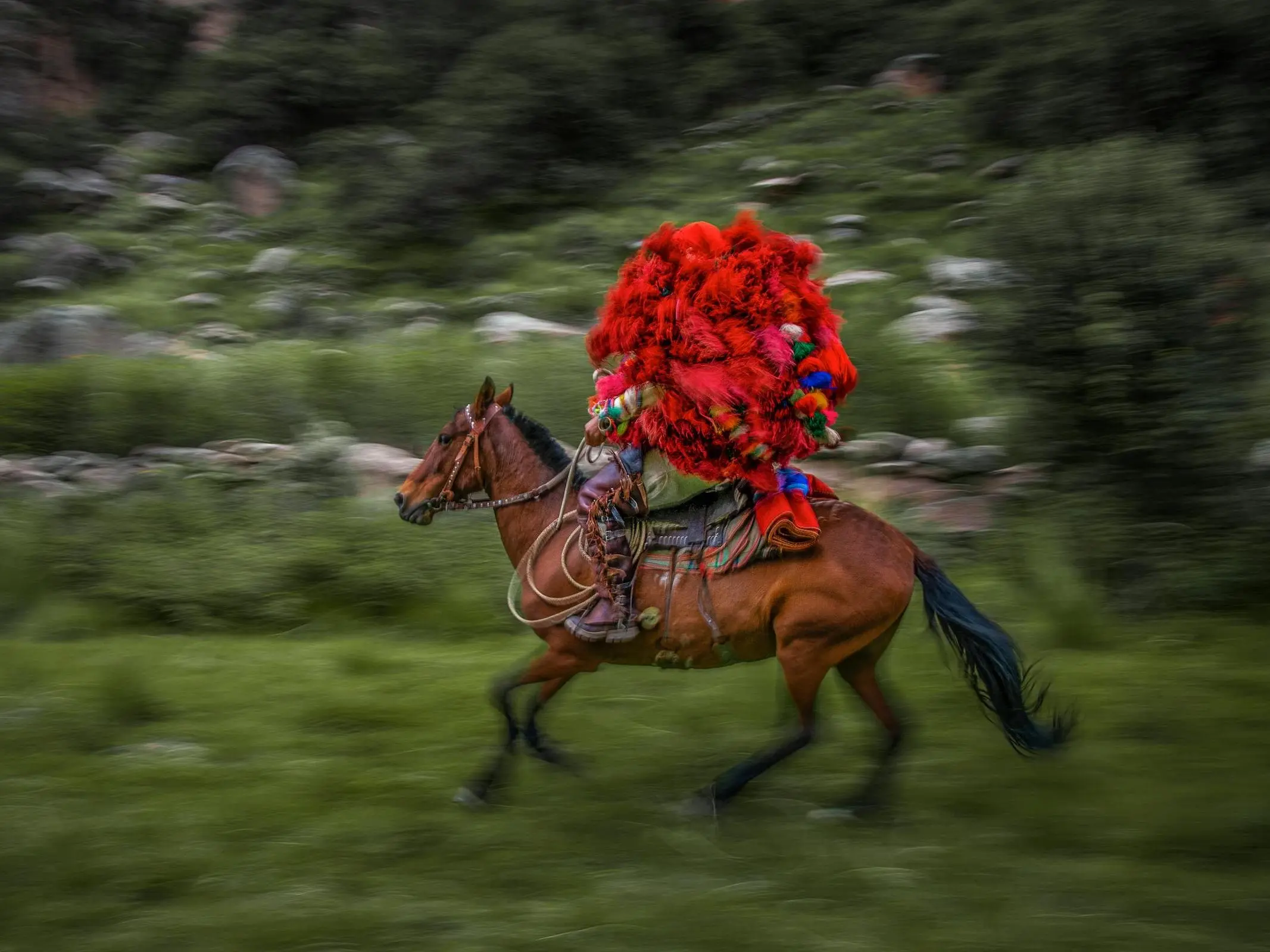 Peruvian Paso Horse