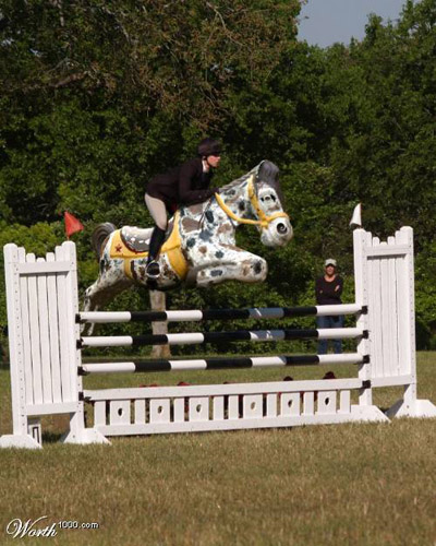 Showjumping Showjumping
