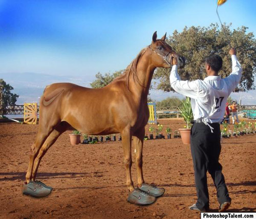 Professional Running Horse Professional Running Horse Photoshop Image