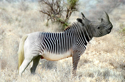 Zerbhino Zebra Rhino Photoshop Image