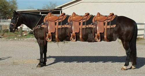 Horse Photoshop Image