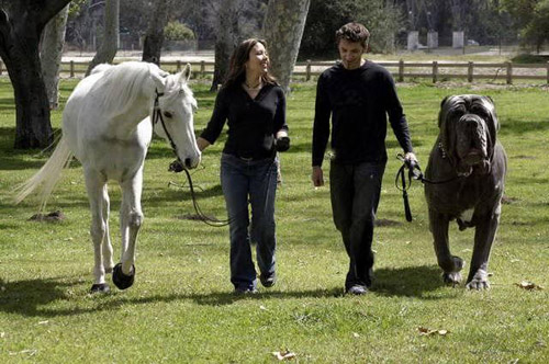 Huge Dog and Horse Photoshop Image