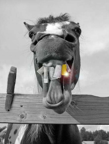 Laughing Horse Photoshop Image