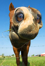 Horse Photoshop Horse Photoshop
