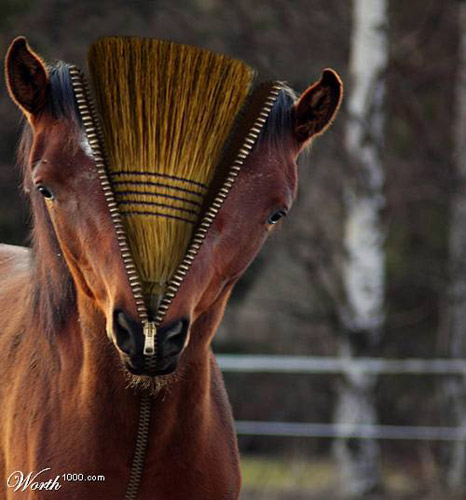 Horse Photoshop image