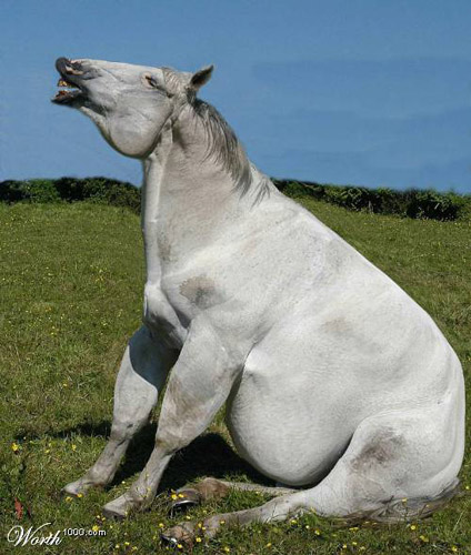 Fat Horse Photoshop image