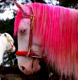http://www.theequinest.com/images/pink-horse.jpg