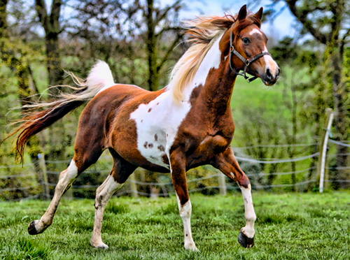 Pintabian Horse
