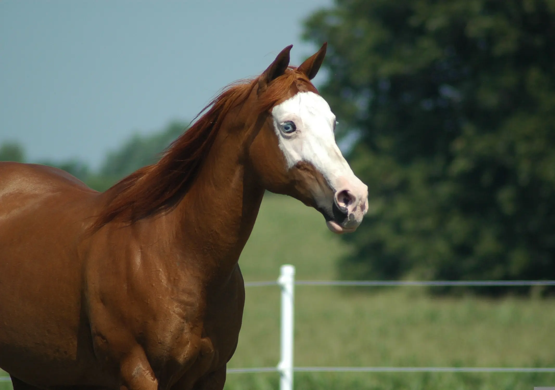 Pintabian Horse