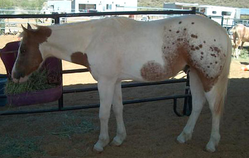 Pintaloosa Horse Pintaloosa Horse