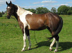 Pinyo Horse Breeds