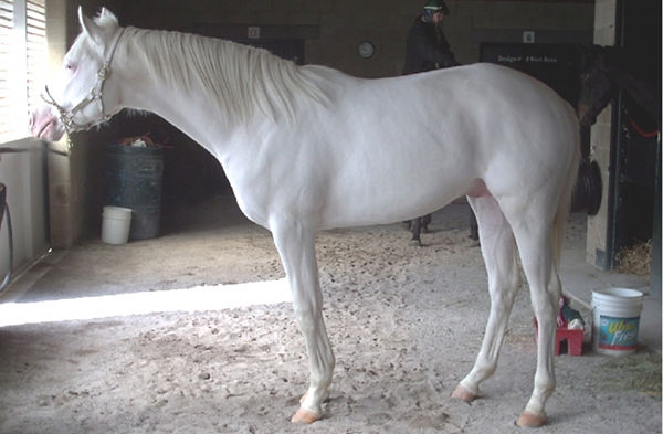 Dominant White Horse