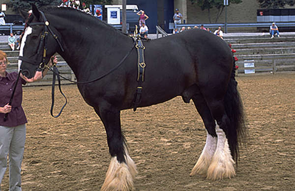 Sabino Pinto Horse