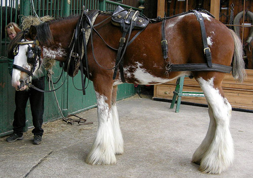 Sabino Pinto Horse