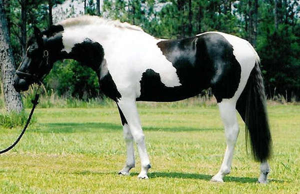 Tobiano Pinto Horse