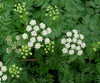 Toxic Plants