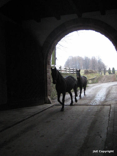 Horse in Poland