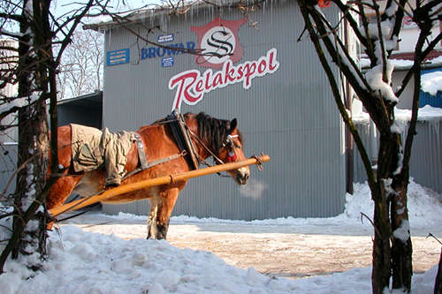 Horse in Poland Horse in Poland