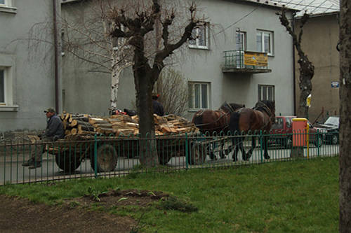 Horse in Poland Horse in Poland