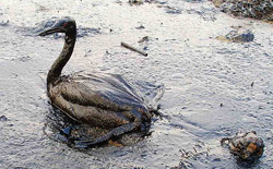 Bird Caught in Oil Spill