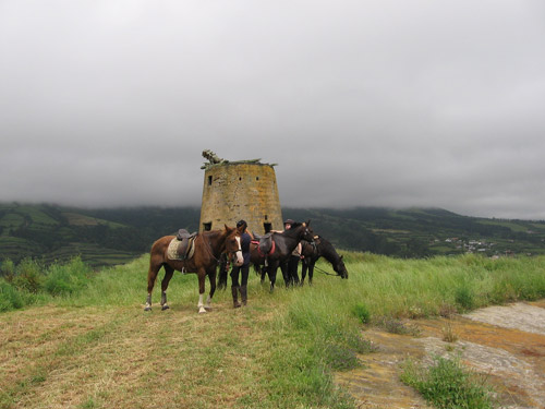 Horses in the Portuguese Countryside in front of ruins