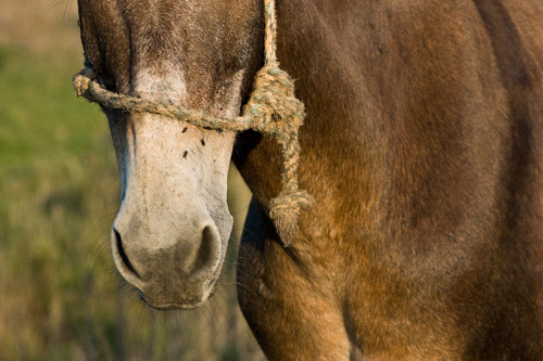 A horses muzzle with a rope around it