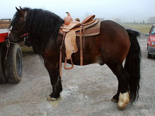 Hrvatski Posavac Horse