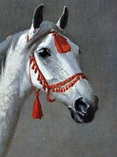 Horse Postcard Horse Postcard
