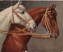Horse Postcards